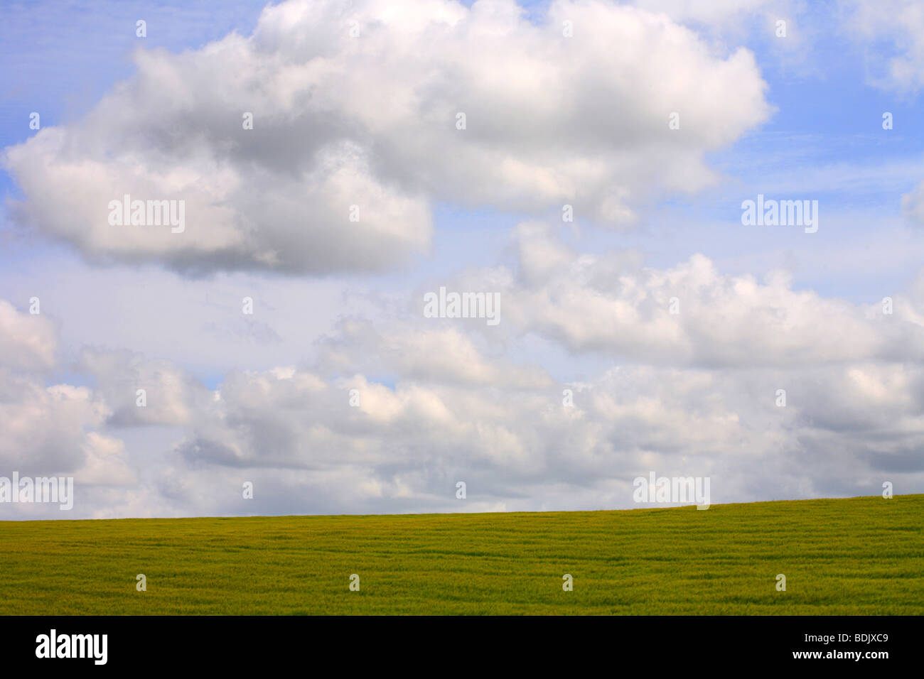 Einfaches Feld grüne Gerste vor blauem Himmel, klassische Landwirtschaft Szene. Norfolk, England, Vereinigtes Königreich Stockfoto