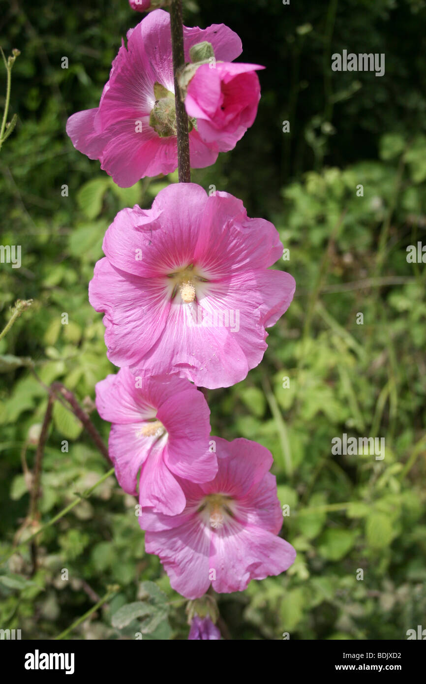 Israel, oberen Galiläa, borstigen Stockrose Alcea Setosa Frühling April Stockfoto