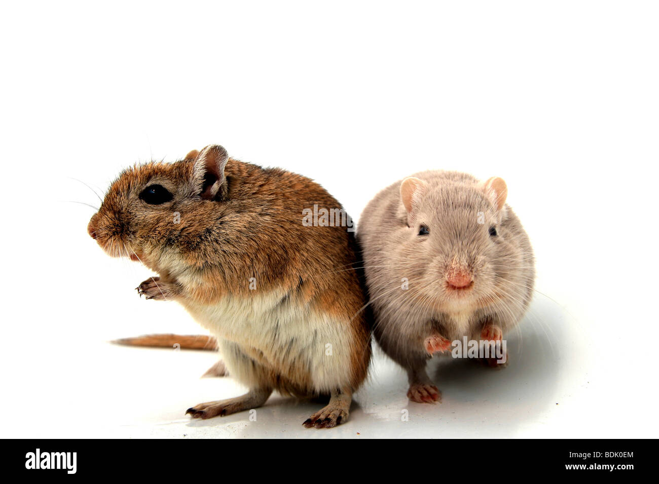 Ausschnitt aus zwei Hamster auf weißem Hintergrund Stockfoto