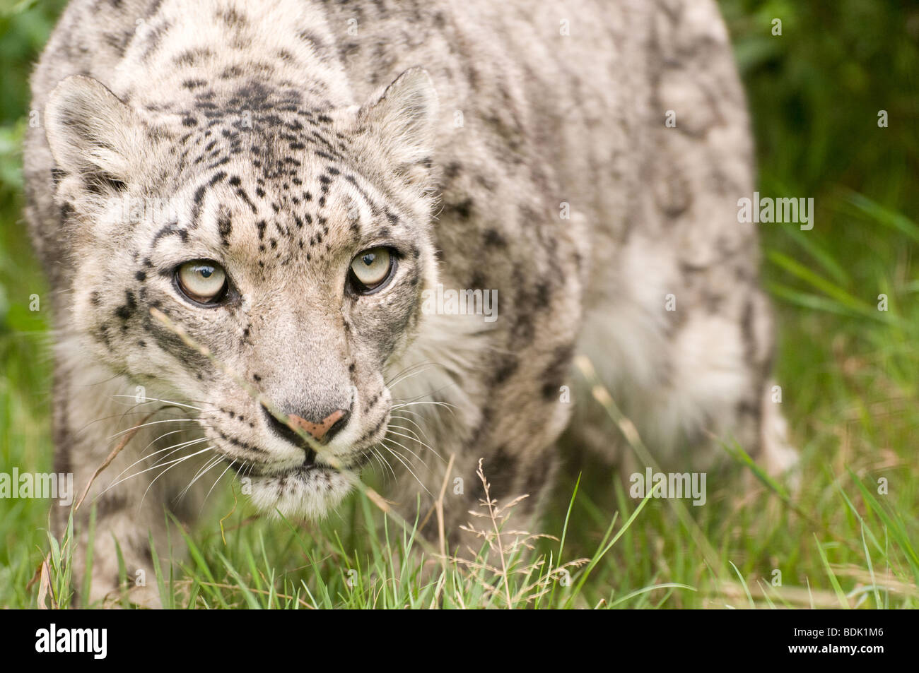 Snow Leopard in Gefangenschaft bei den Santago seltenen Leoparden Zucht-Zentrum in England. Stockfoto