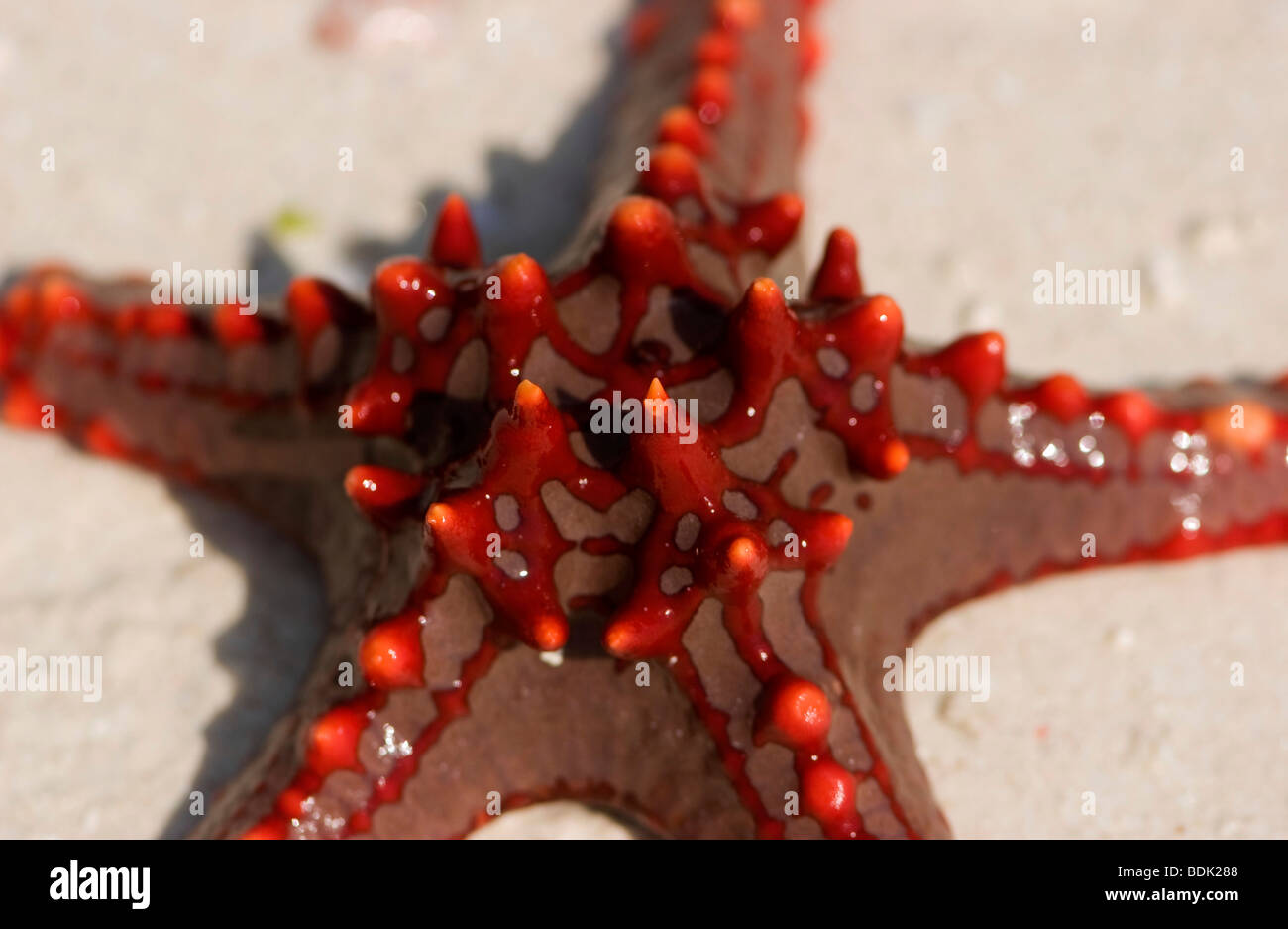 Seestern am Strand Stockfoto