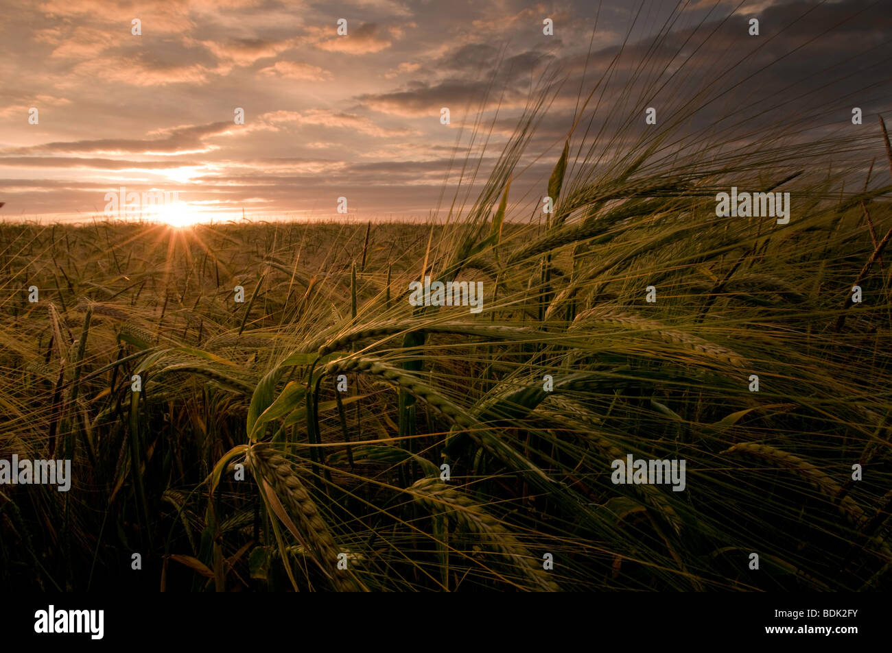 Gerste Mais wächst in den South Downs, England Stockfoto