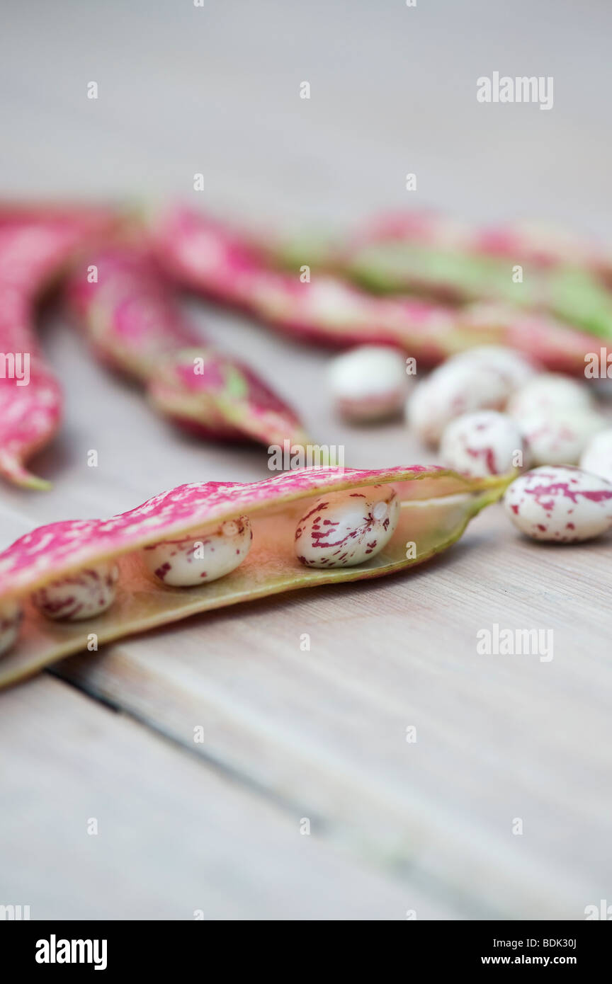 Phaseolus Vulgaris, Borlotti-Bohnen und Hülsen auf einem Holztisch Stockfoto