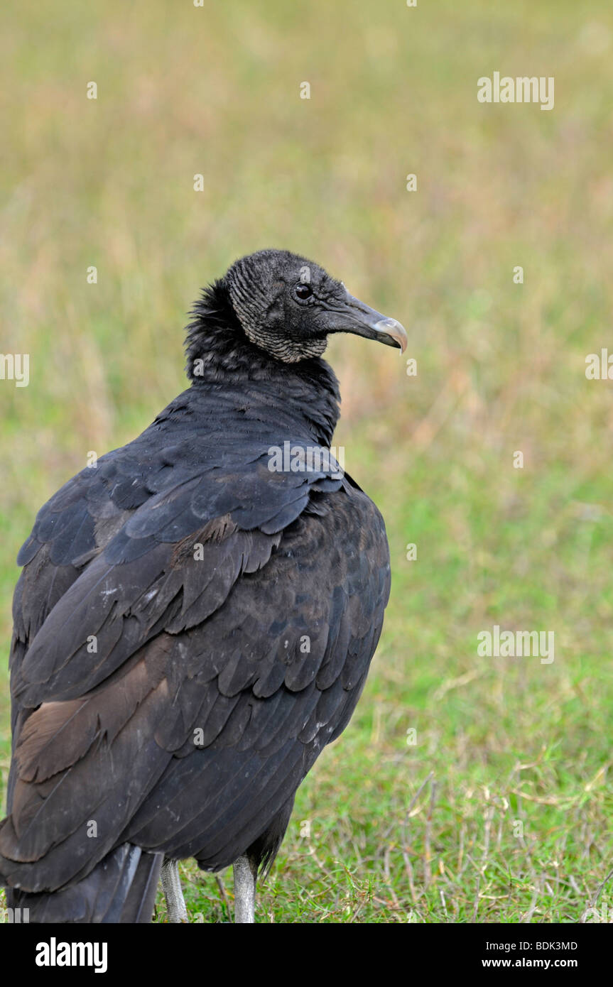 Mönchsgeier: Coragyps atratus Stockfoto