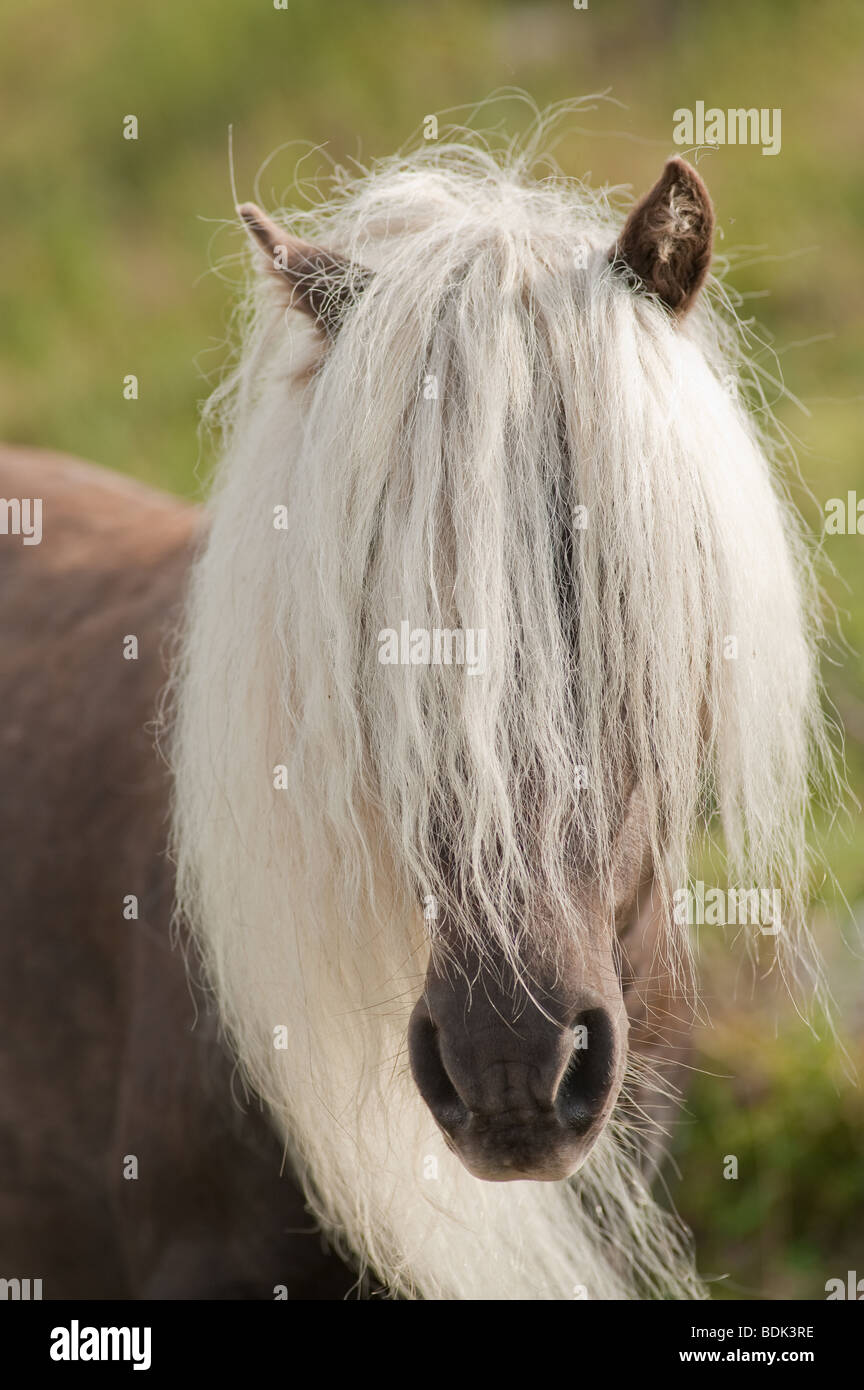 wildes Pony Grayson Highlands State Park in Virginia, USA mit sehr langer weißer Mähne Stockfoto