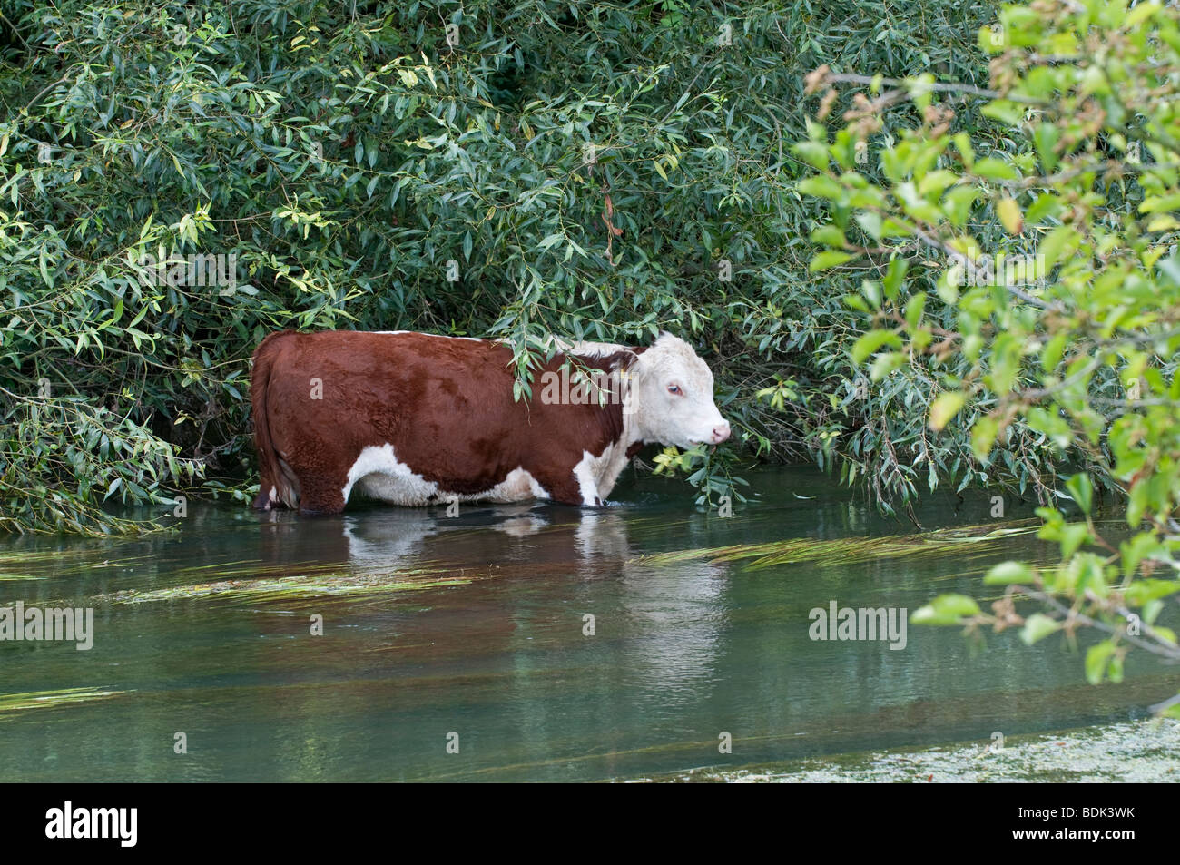 Kuh auf der Weide füttern lässt, steht im Fluss Stockfoto