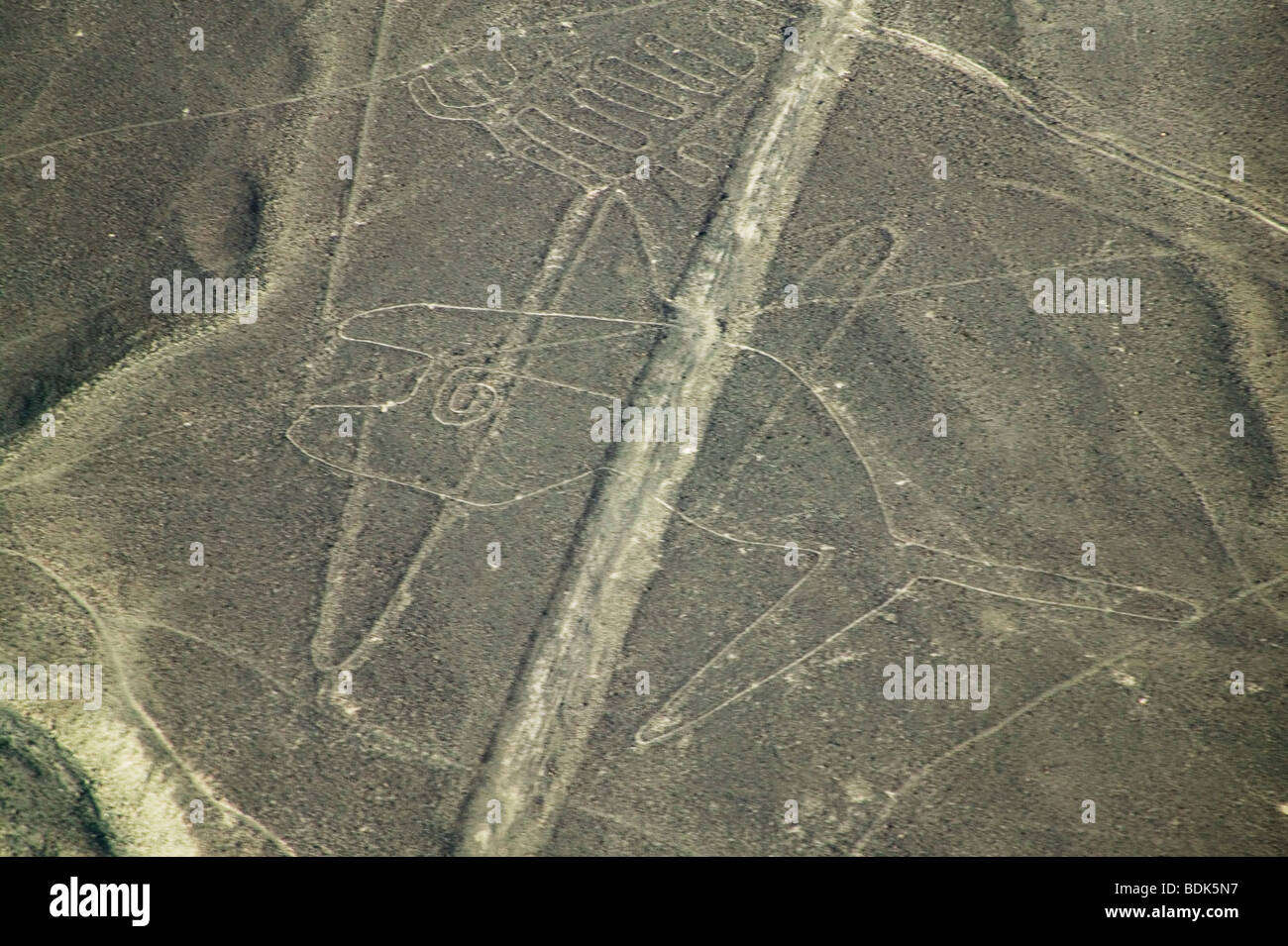 Wal-Muster in der Wüste, Linien von Nasca, Peru Stockfoto