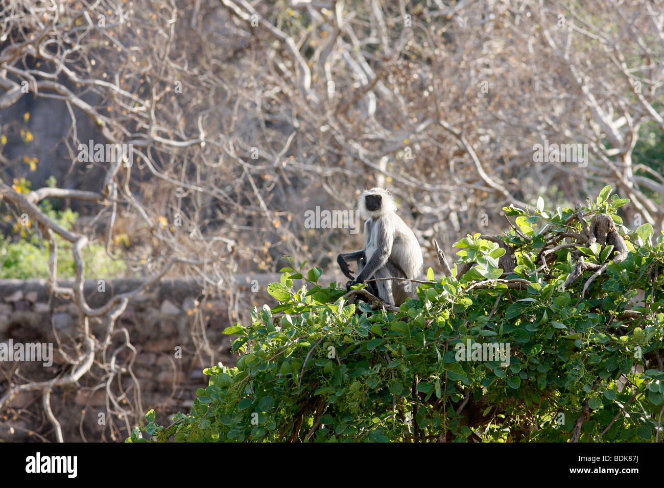 Hanuman-Languren-Affen (Presbytis Entellus) in Ranthambhore. Stockfoto