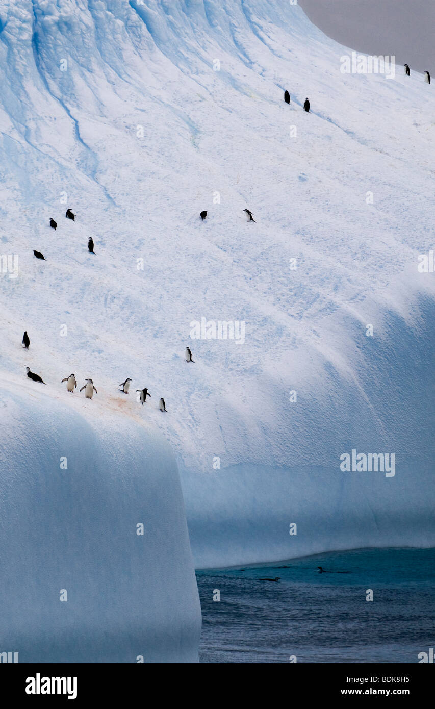 Kleine Adelie Pinguine, Pygoscelis adeliae Wandern aufliegt und auf riesigen schwimmenden blauen Eisberg kontrast Groß und Klein zeigt Ausmaß der massiven Eisberg Stockfoto