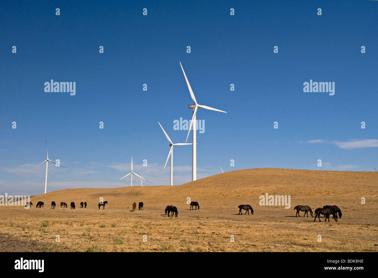 Pferde grasen in der Nähe von Shiloh Wind Projekt, Kalifornien. Stockfoto