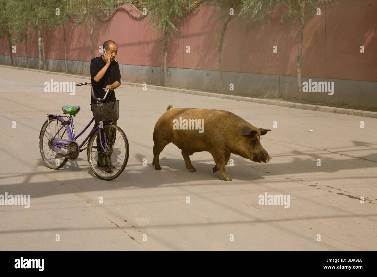 DATONG, Provinz SHANXI, CHINA - AUGUST 2007: geht ein Bauer sein Schwein durch ein Vorort Straße während des Gesprächs auf seinem Handy Stockfoto