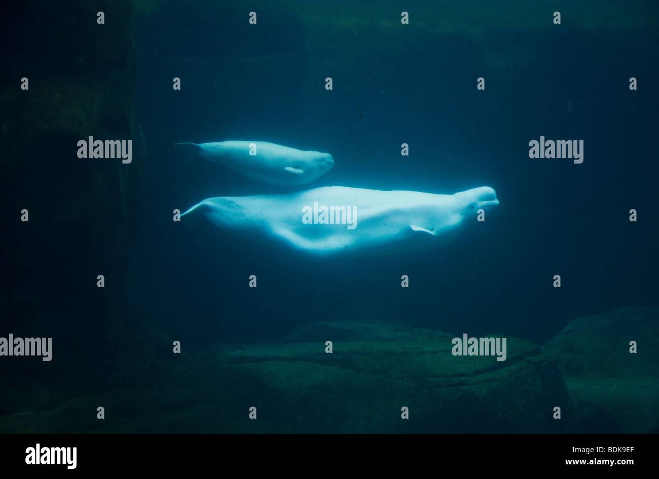Beluga Wale, Vancouver Aquarium, Vancouver, Britisch-Kolumbien, Kanada. Stockfoto