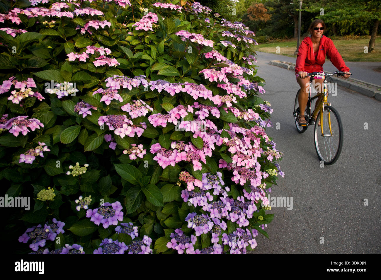 Radfahren auf dem Küstenweg entlang Stanley Park, Vancouver, Britisch-Kolumbien, Kanada. (Modell freigegeben) Stockfoto
