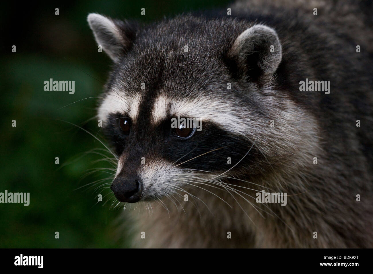 Waschbär im Stanley Park, Vancouver, Britisch-Kolumbien, Kanada. Stockfoto