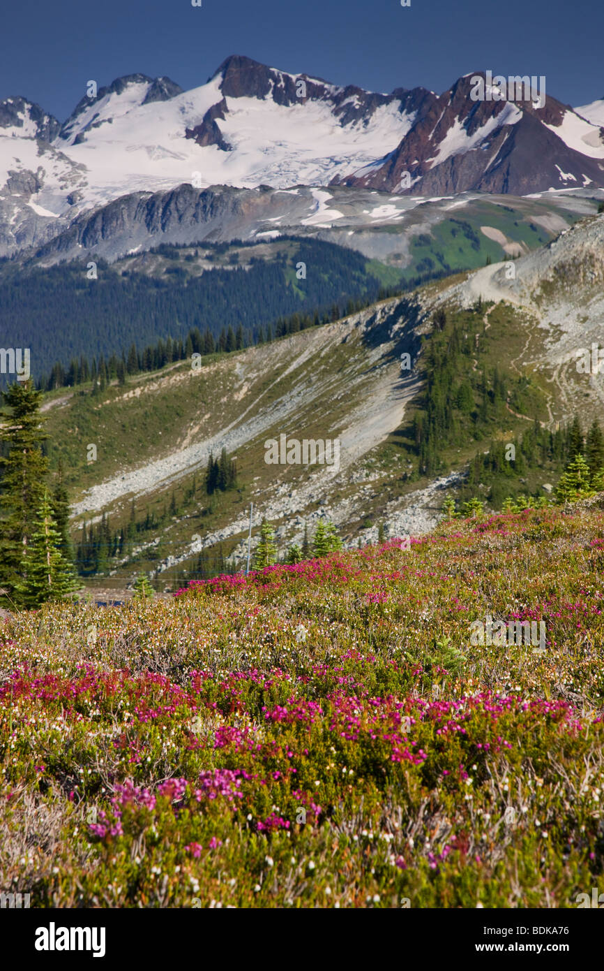 Aussicht von der Harmonie Lake Trail, Whistler Mountain, Whistler, Britisch-Kolumbien, Kanada. Stockfoto