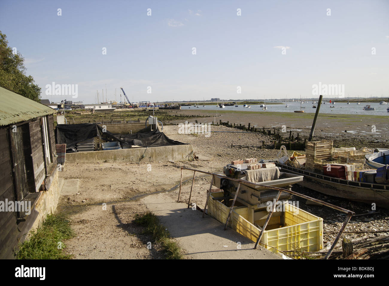 Austernbänke alte römische Überreste Mersea island Stockfoto
