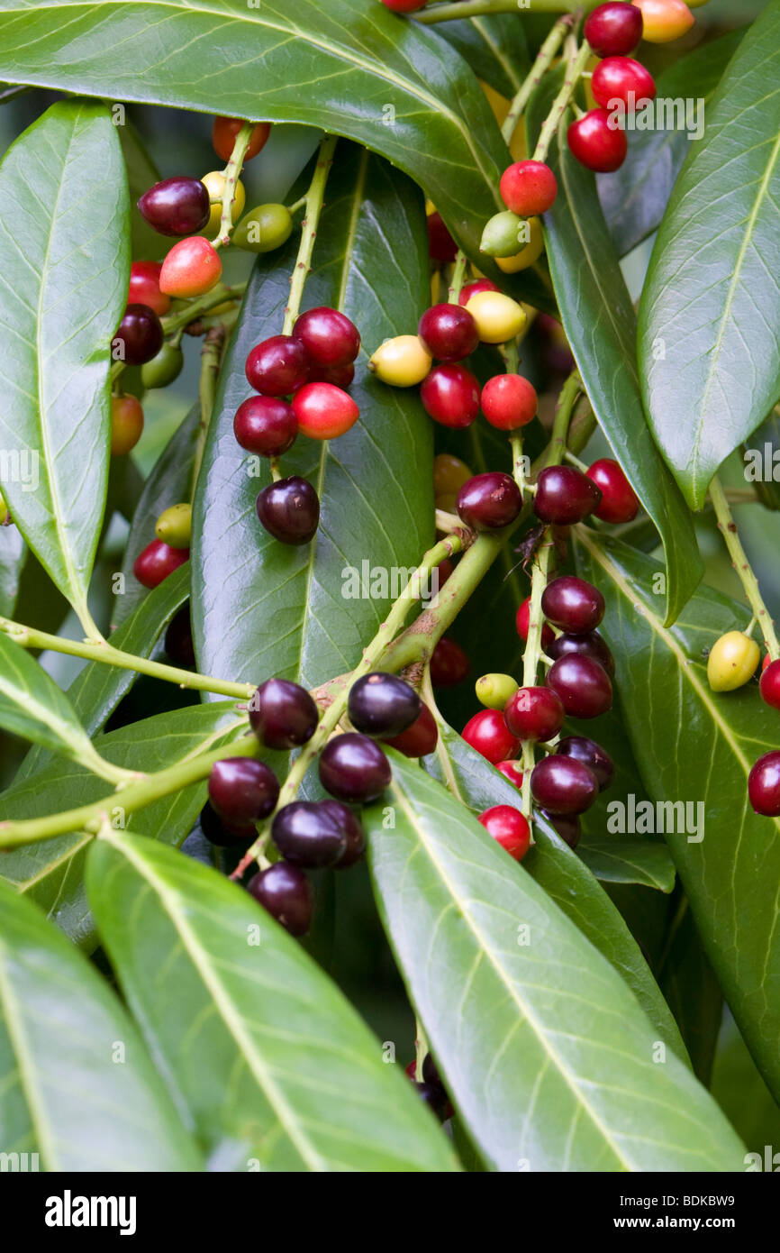 Kirschlorbeer Prunus Laurocerasus mit Beeren Kent UK Sommer Stockfotografie  - Alamy