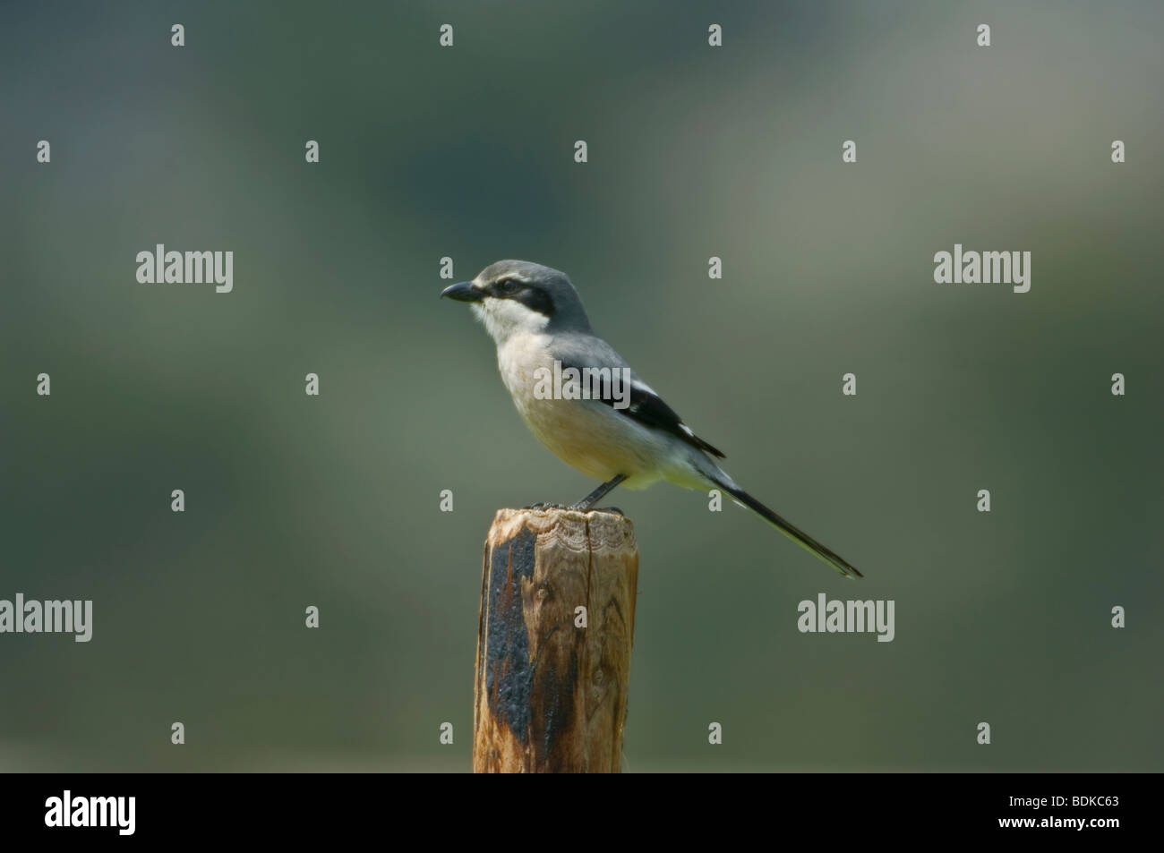 Südlichen Grey Shrike gehockt Post Ronda Spain Stockfoto