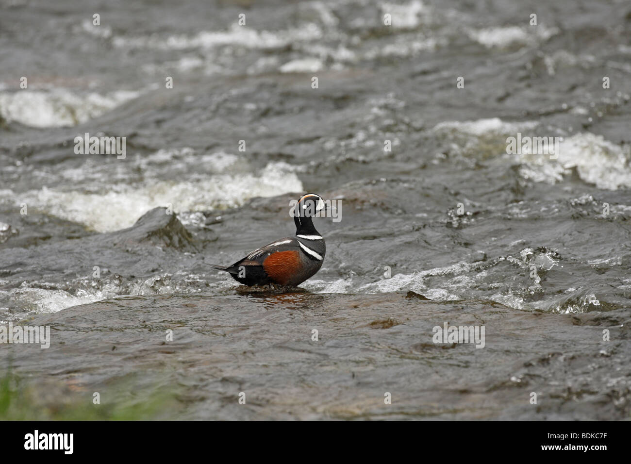 Harlekin Ente Histrionicus Histrionicus männlichen stehen in einem reißenden Fluss auf einem untergetauchten Felsen Stockfoto
