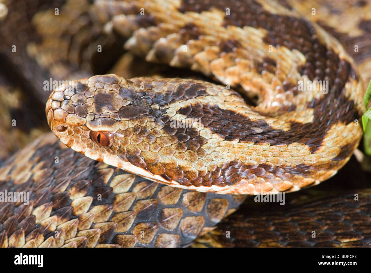 Addierer oder Norther Viper (Vipera berus). Charakteristische Markierungen auf den Kopf einer weiblichen Schlange dargestellt. Stockfoto