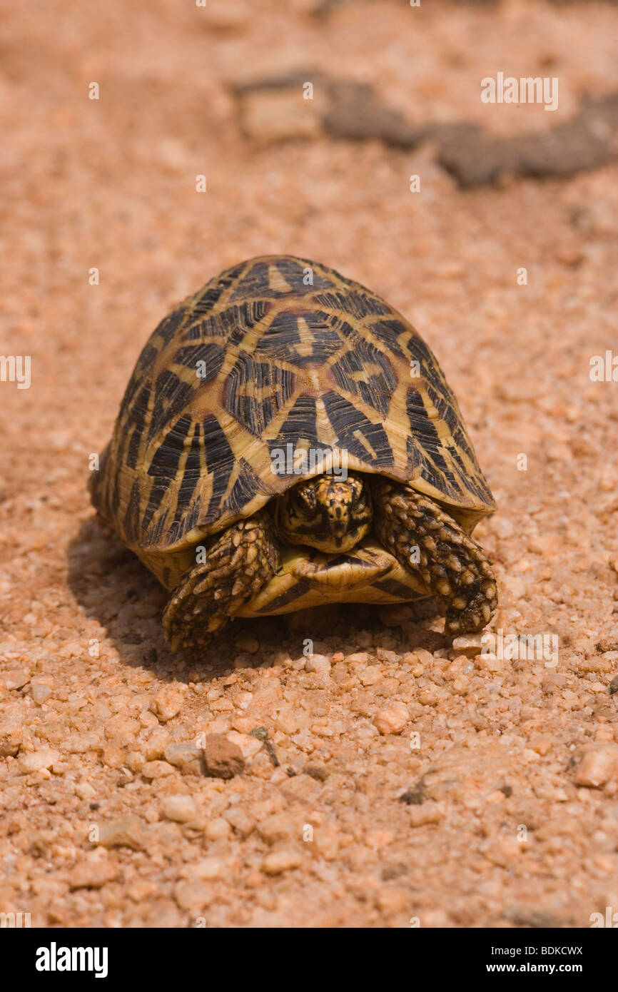 Indische Stern Schildkröte (Geochelone elegans). Indien und Sri Lanka. Hier fotografierte am Straßenrand in der Nähe von Dambulla. Die Sorge für das Überleben das Überqueren einer vielbefahrenen Autobahn. ​Sri Lanka. Stockfoto