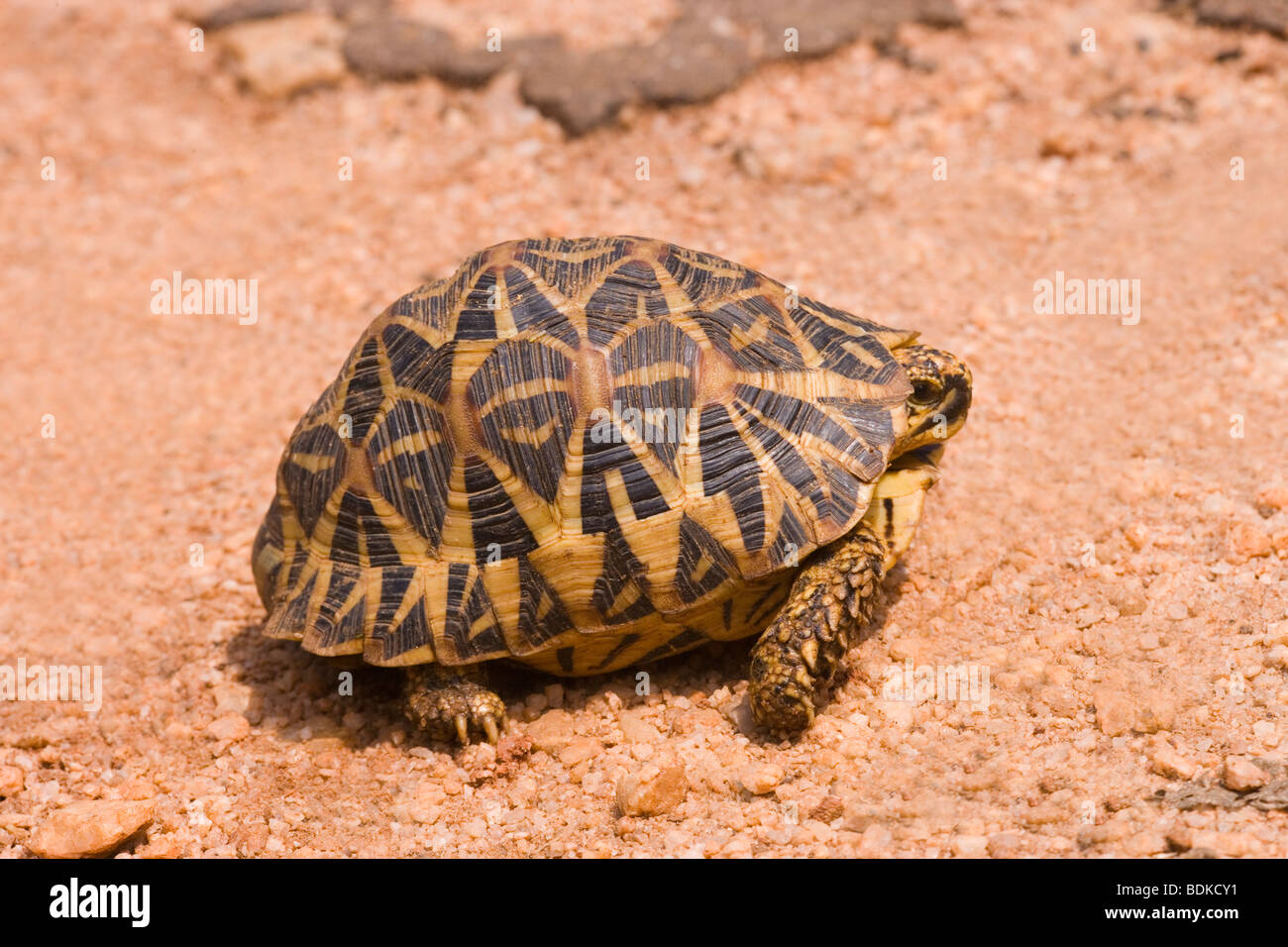 Indian Star Schildkröte (Geochelone Elegans). Indien und Sri Lanka. Hier fotografiert in der Nähe von Dambulla, Sri Lanka. Stockfoto