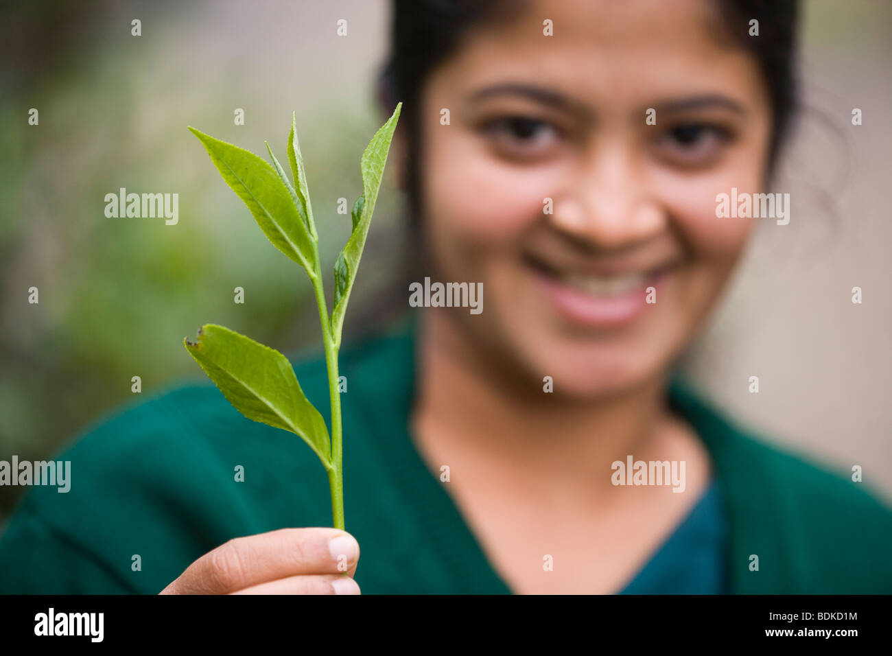 ​Tamil Frau mit einem einzigen Zweig Ende drei Teeblätter. ​Camelia sinensis. Beispiel von Hand gepflückt und in der Sammlung Säcke gelegt, für die Verarbeitung. Stockfoto