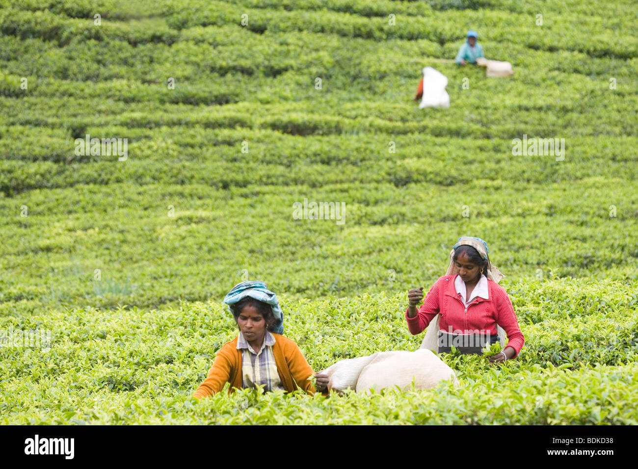 Tamilische Frauen Teepflückerinnen zupfen frische ​Green Blattspitzen und Sie in Säcken. (Camellia sinensis). Tee Immobilien. Zentrale Hochland, Sri Lanka. Stockfoto