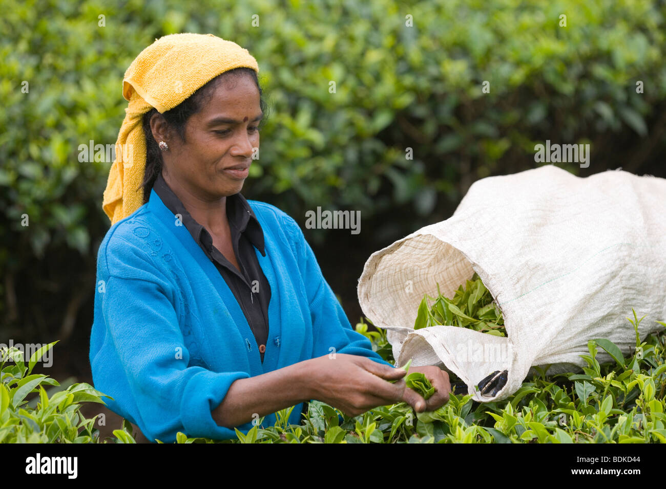 Tamilische Frau Tea Picker. Tea Estate, Hügelland, Hochland, Sri Lanka Stockfoto