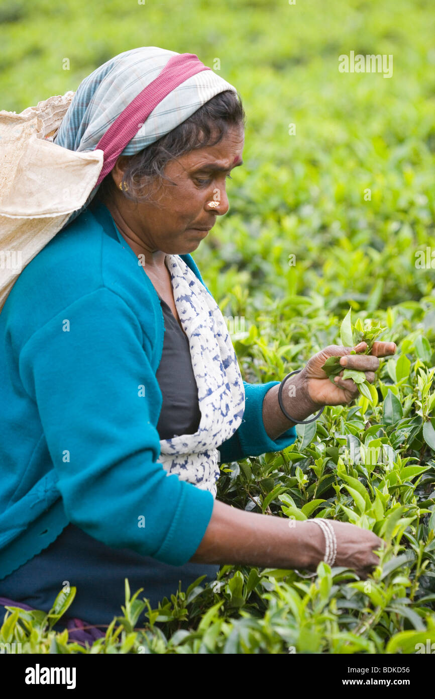 Tamilische Frau Tea Picker. Versammlung Blattspitzen zur Verarbeitung. Teeplantage, Hochland, Sri Lanka. Stockfoto