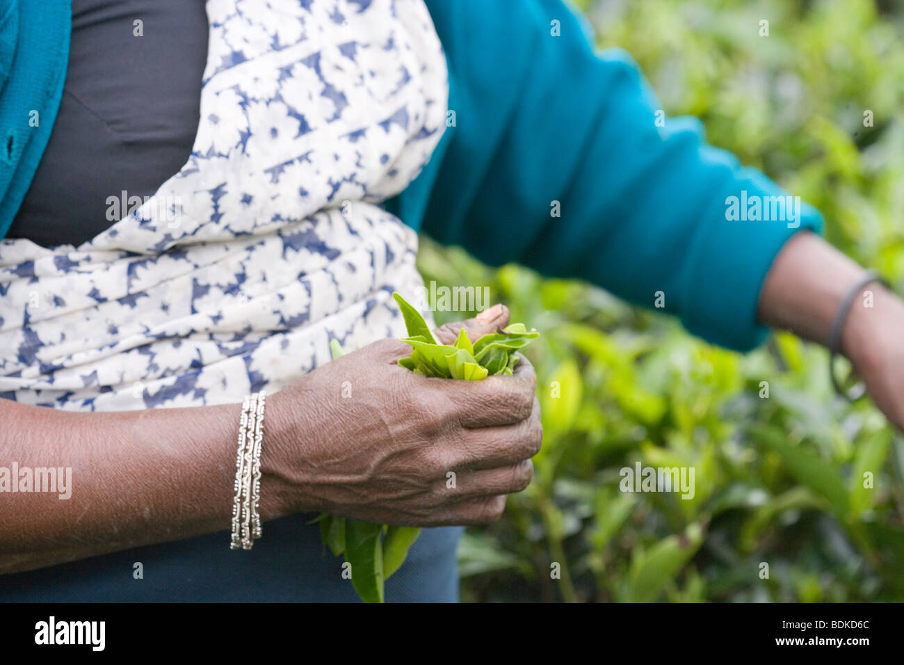 Woman's Hand mit einem gezupften Sammlung von Grün, frisch gesammelten Blätter. Zu Tasche auf dem Rücken übertragen werden. Tee Plantage, Hill Country. Sri Lanka. ​ Stockfoto