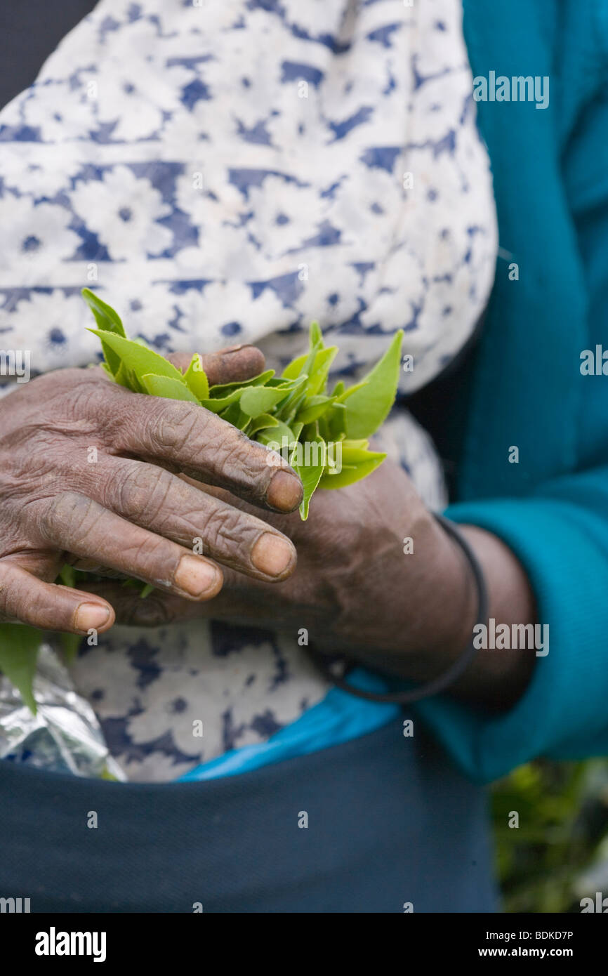 Hände Tamil's Tea Picker umklammerte nur gesammelt, frisch grün Blatt Tipps. (Camellia sinensis). Zentrale Hochland, Sri Lanka. Stockfoto