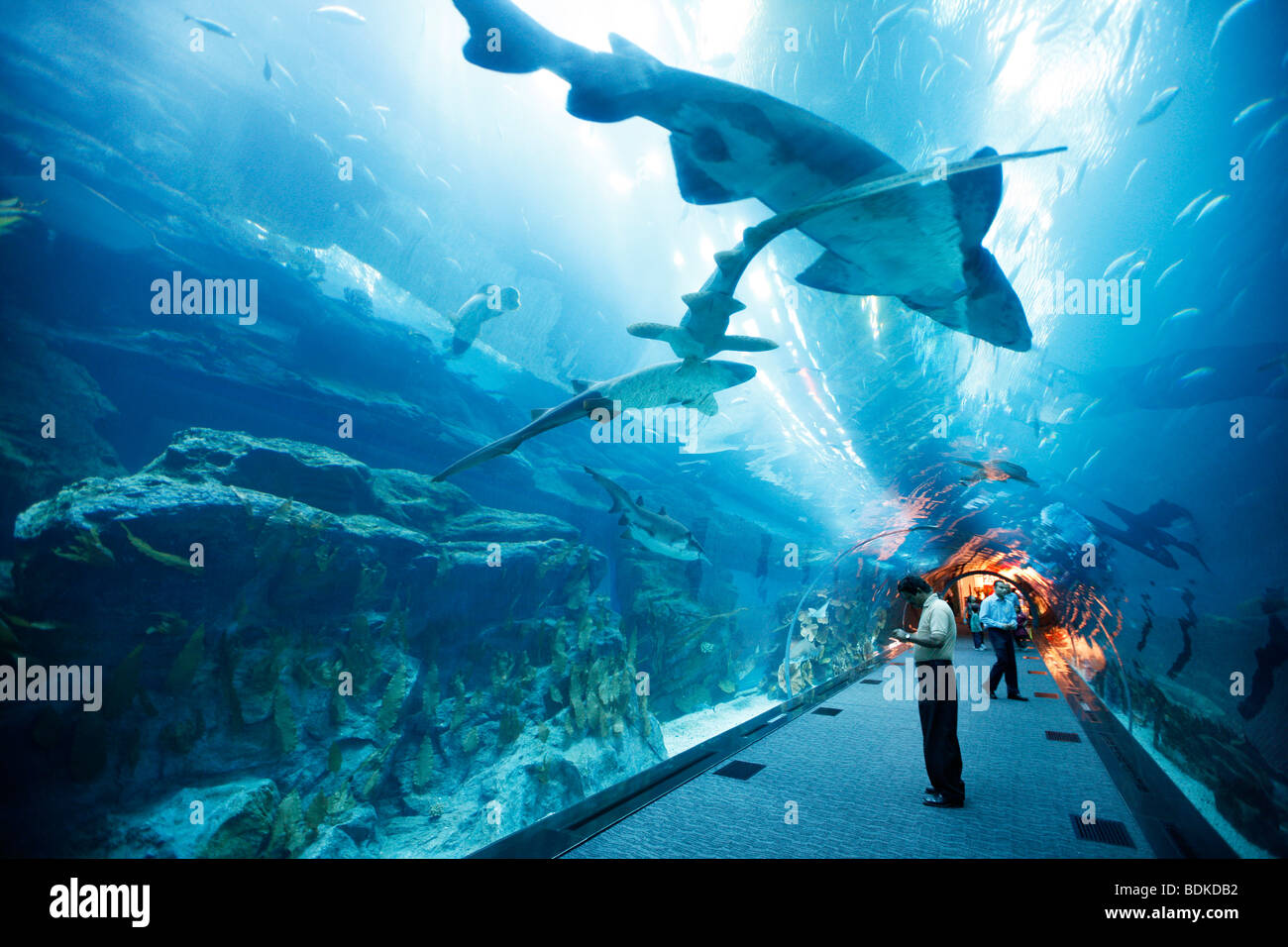 Dubai Aquarium und der Unterwasser Zoo, Teil der Dubai Mall in Downtown Dubai, neuen Teil der Stadt, Dubai, Vereinigte Arabische Emirate. Stockfoto