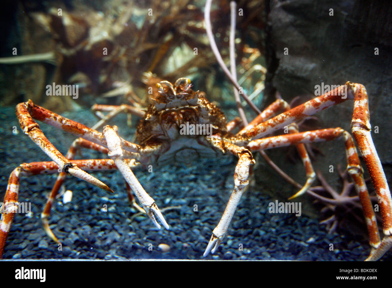 Dubai Aquarium und der Unterwasser Zoo, Teil der Dubai Mall in Downtown Dubai, neuen Teil der Stadt, Dubai, Vereinigte Arabische Emirate. Stockfoto