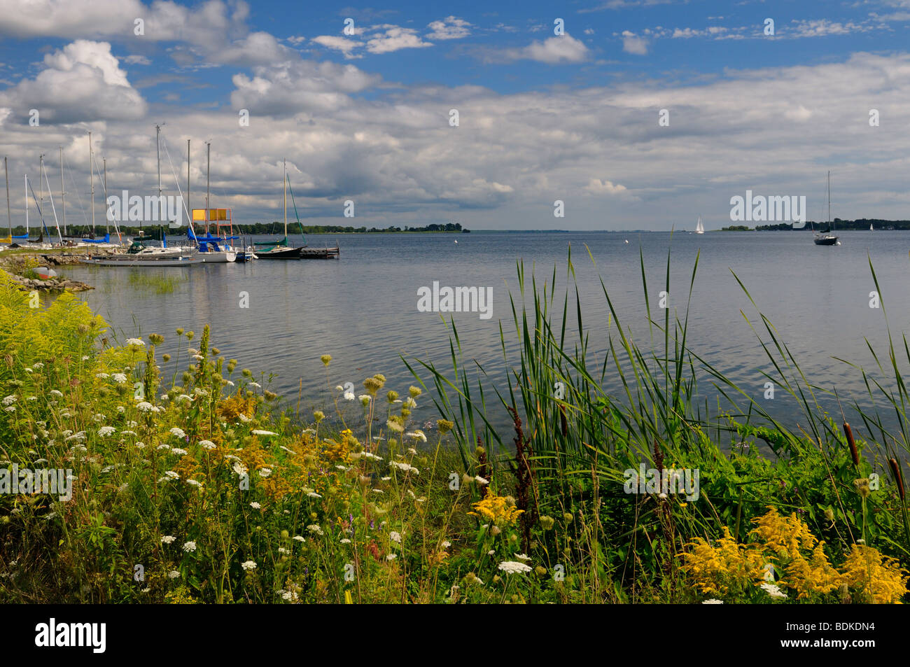 Wildblumen und Segelboote in Gosport Marina am Presquile Bay Lake Ontario in der Nähe von Brighton Kanada Stockfoto