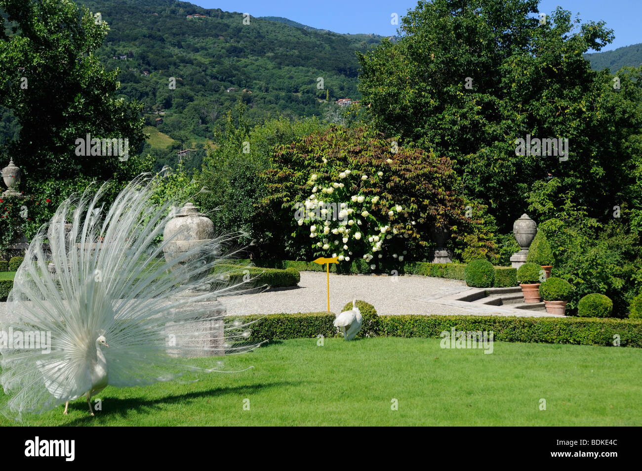 Berühmte weiße Pfauen von Isola Bella-Palazzo und Gärten in den Lago Maggiore in Norditalien Stockfoto