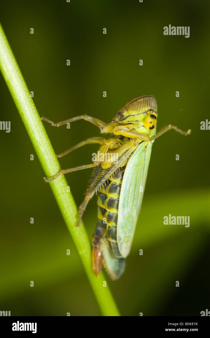 Grüne Leafhopper (Cicadella viridis) Stockfoto