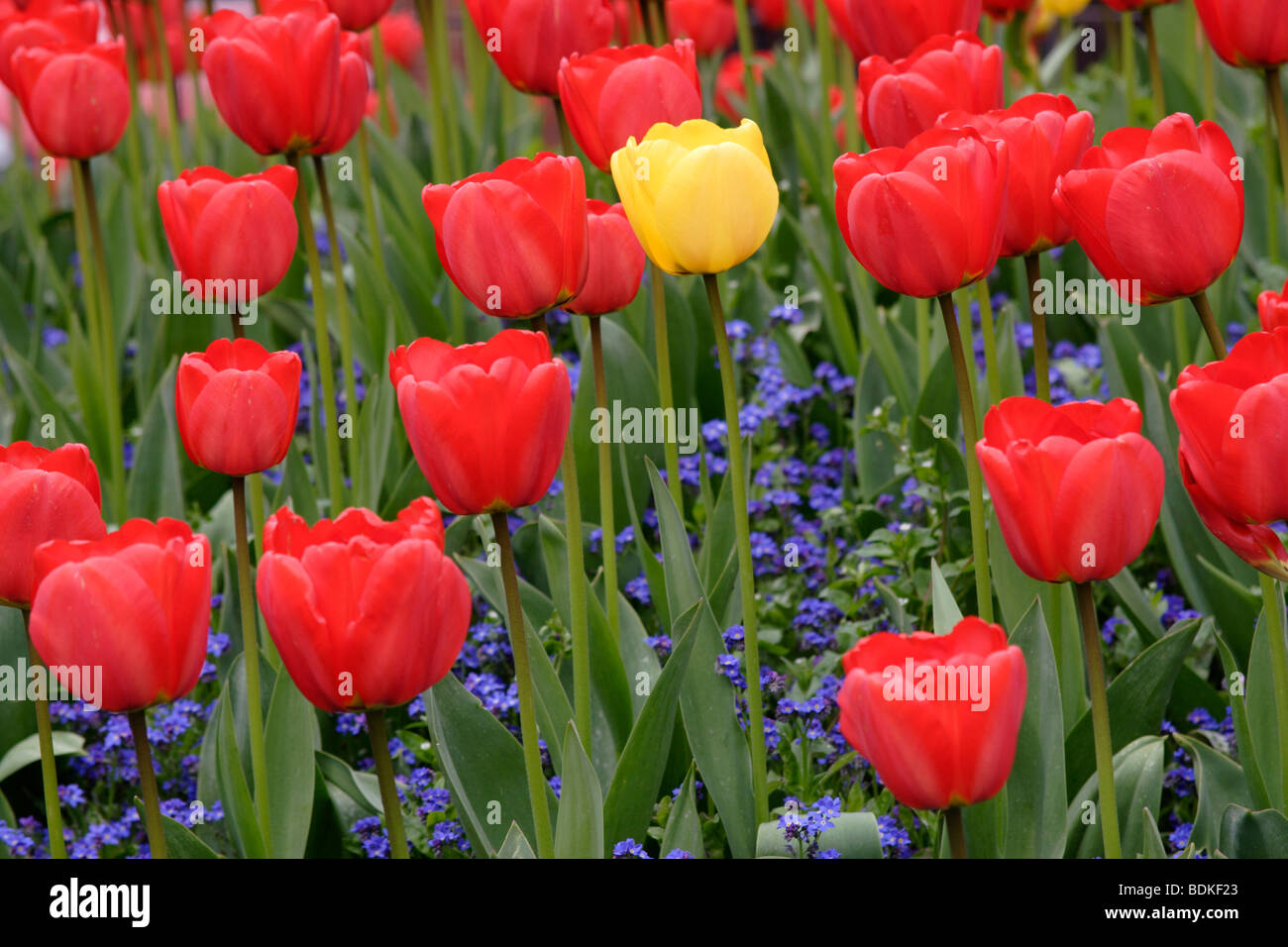 Gelbe und rote Tulpe (Tulipa Gattung) Blumen, England, UK Stockfoto