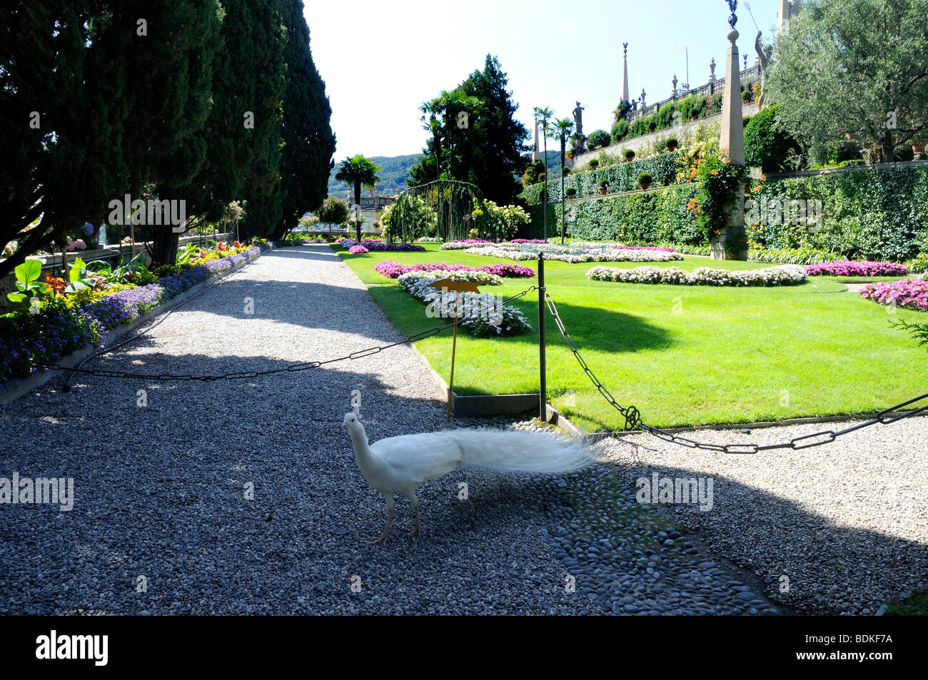 Weißer Pfau in den Lago Maggiore in Norditalien in Isola Bella-Palazzo und Gärten Stockfoto
