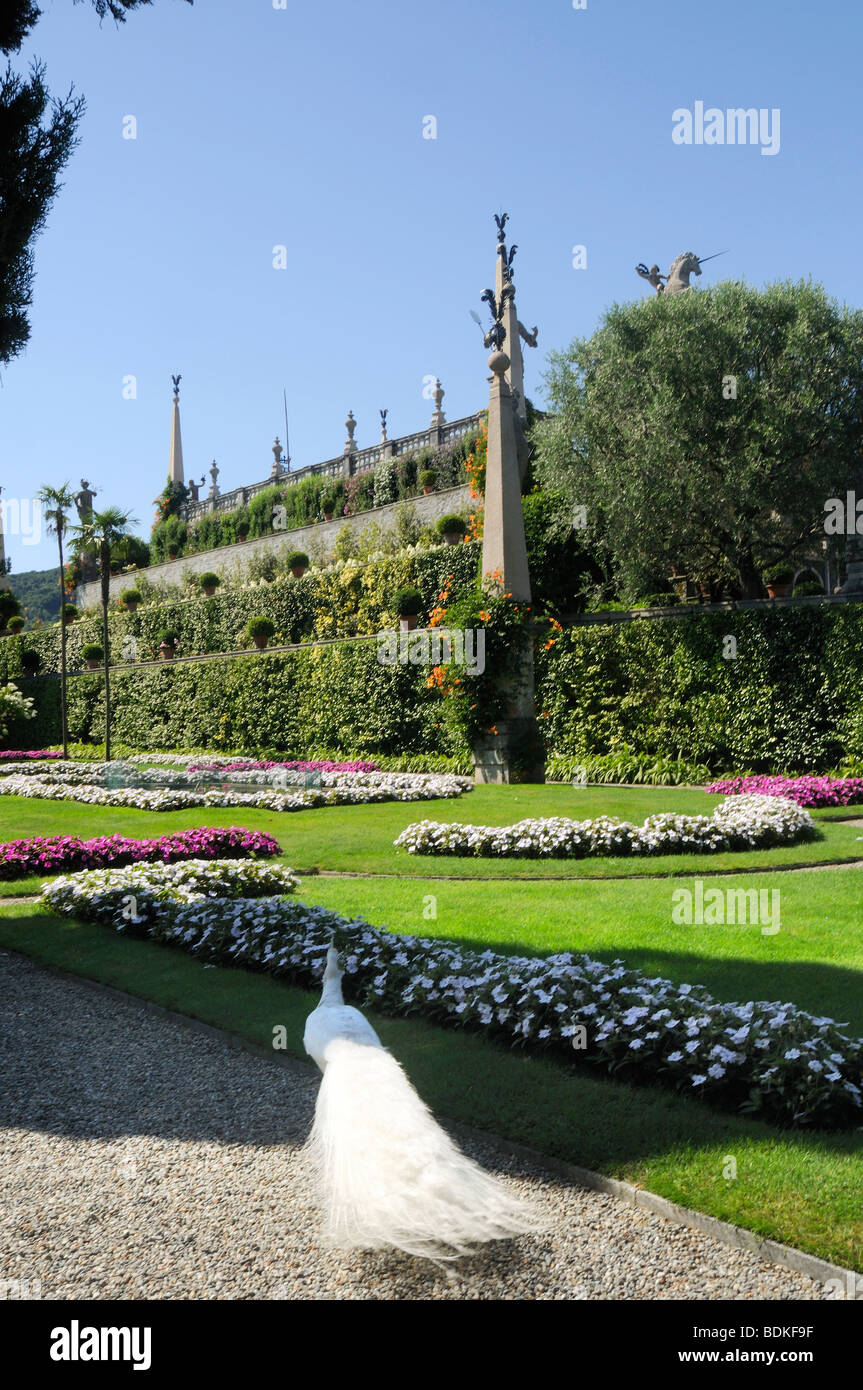 Weißer Pfau auf Isola Bella-Palazzo und Gärten in den Lago Maggiore in Norditalien Stockfoto