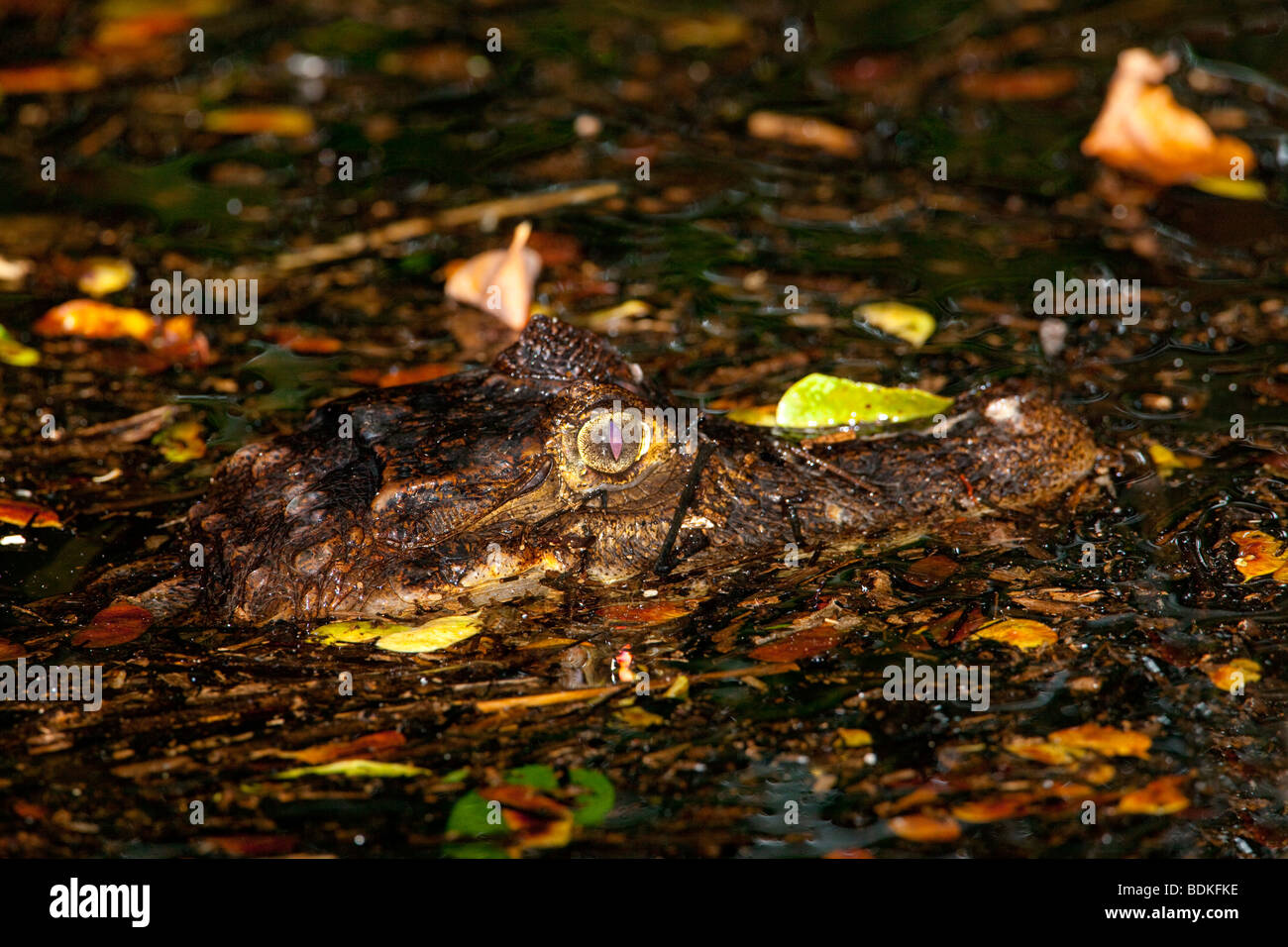 Cayman Crocodile - Manuel Antonio Park, Costa Rica. Stockfoto