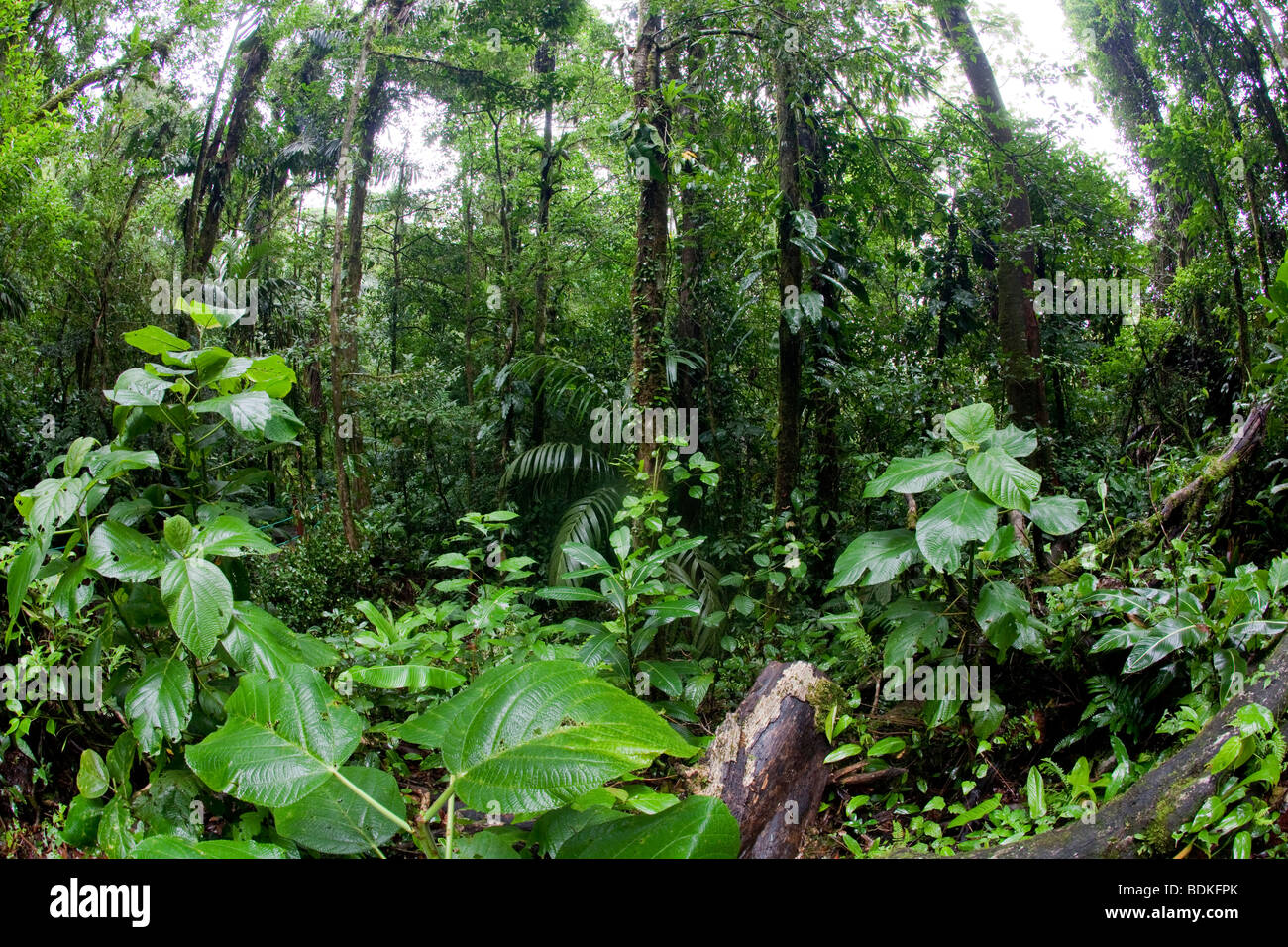 Costa Rica Rainforest Stockfoto