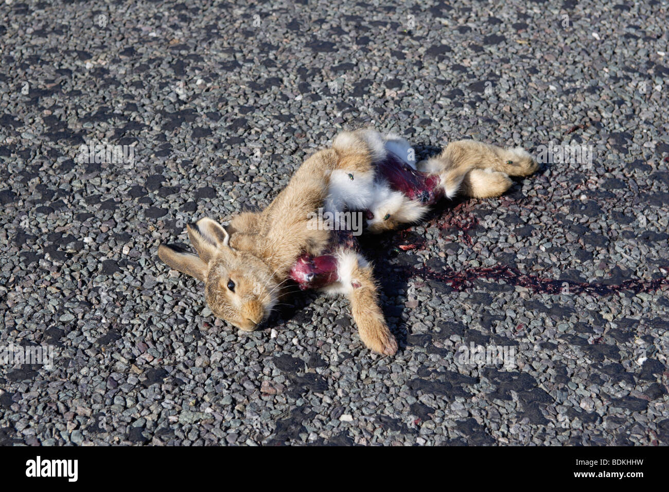 Tote Kaninchen auf Landstraße - getötet durch Auto, England, UK Stockfoto