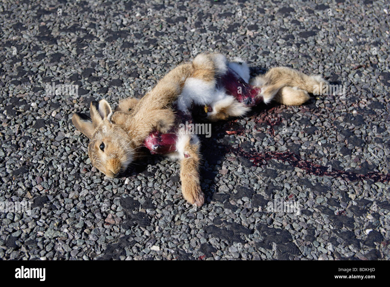 Tote Kaninchen auf Landstraße - getötet durch Auto, England, UK Stockfoto