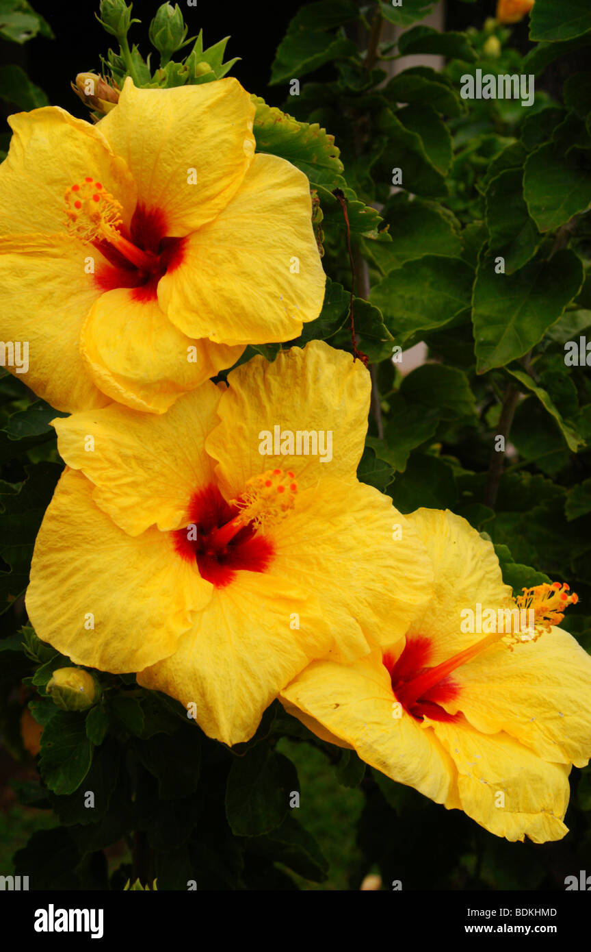 Die Zustandblume von Hawaii, gelbe Hibiskus, Hibiscus Brackenridgei, PUA aloalo Stockfoto