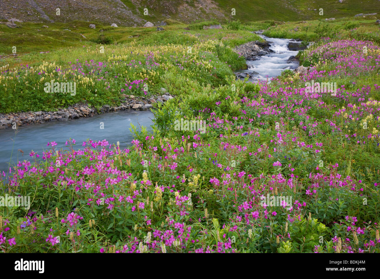 Wildblumen entlang eines Baches auf Mt. Marathon, Seward, Alaska. Stockfoto