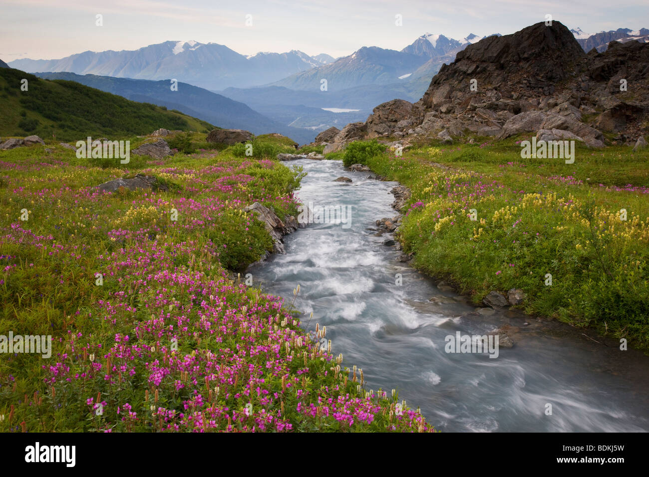 Wildblumen entlang eines Baches auf Mt. Marathon, Seward, Alaska. Stockfoto