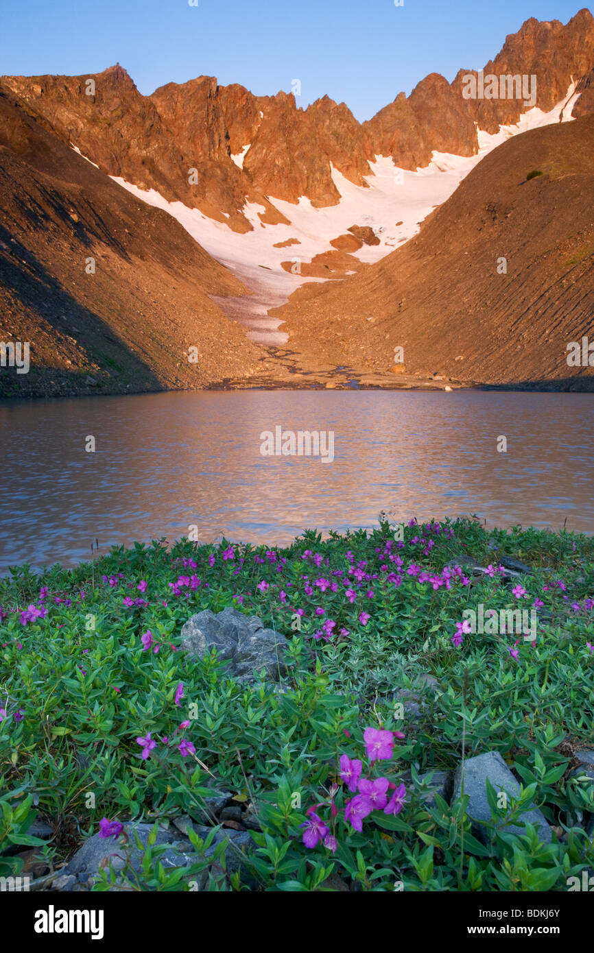 Wildblumen im Bereich Schüssel des Mt-Marathon, Seward, Alaska. Stockfoto