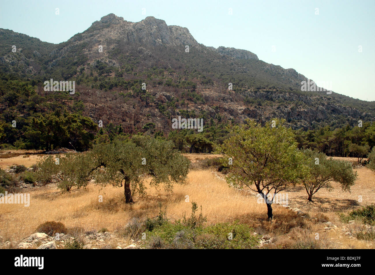 Bäume und Grün an den Hängen des Monte Gitsilas, in der Nähe der Stadt Lefkos auf der griechischen Insel Karpathos, Dodekanes-Inseln, Griechenland. Stockfoto