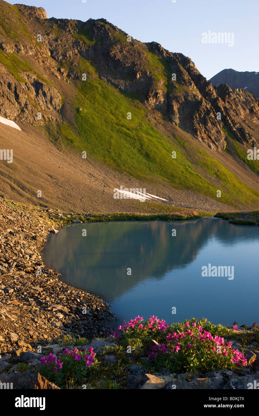 Wildblumen im Bereich Schüssel des Mt-Marathon, Seward, Alaska. Stockfoto